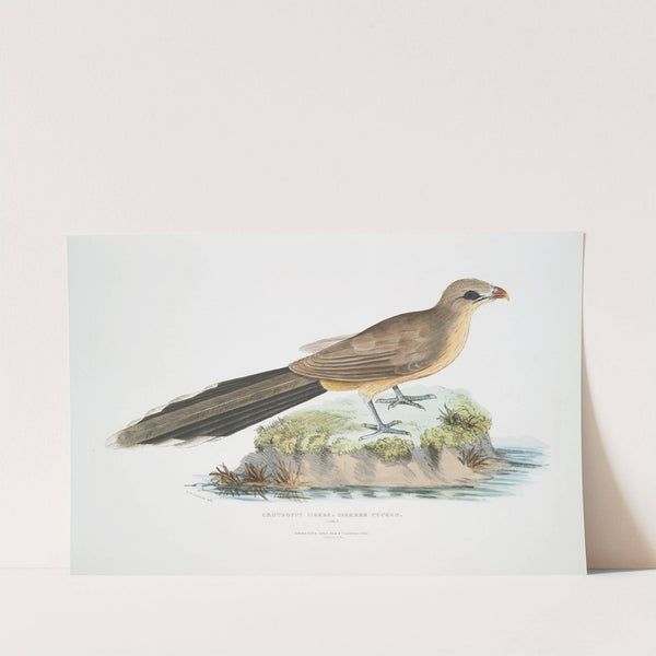 Sirkeer Cuckoo, Centropus Sirkee. by John Edward Gray