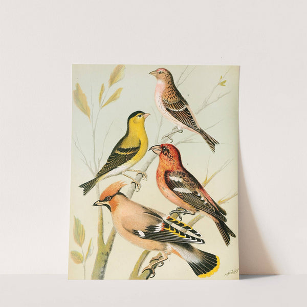 Siskin, Redpoll,Waxwing, Crossbill by W. A . Blakston