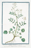Sisymbrium aquaticum, vulgo Crescion Coesalpino – Nasturtium Aquaticum supinum – Crescione, e Nasturciso aquatico – Cresson de fontaine.(Watercress)