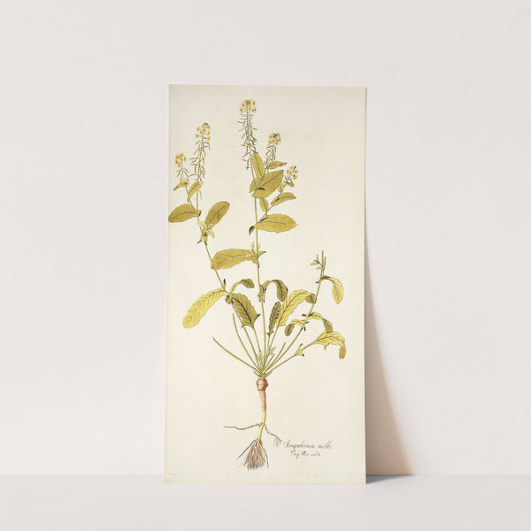 Sisymbrium molle by Nikolaus Joseph Freiherr von Jacquin