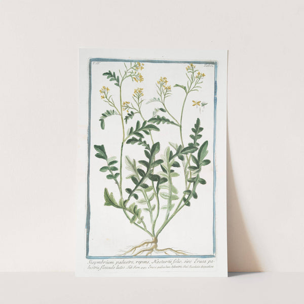 Sisymbrium palustre, repens, Nasturtii folio, sive Eruca palustris, flosculo luteo. (Hedge mustard) by Giorgio Bonelli