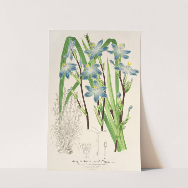 Sisyrichium multiflorum by Charles Antoine Lemaire