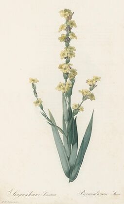 Sisyrinchium striatum (1802-1816)