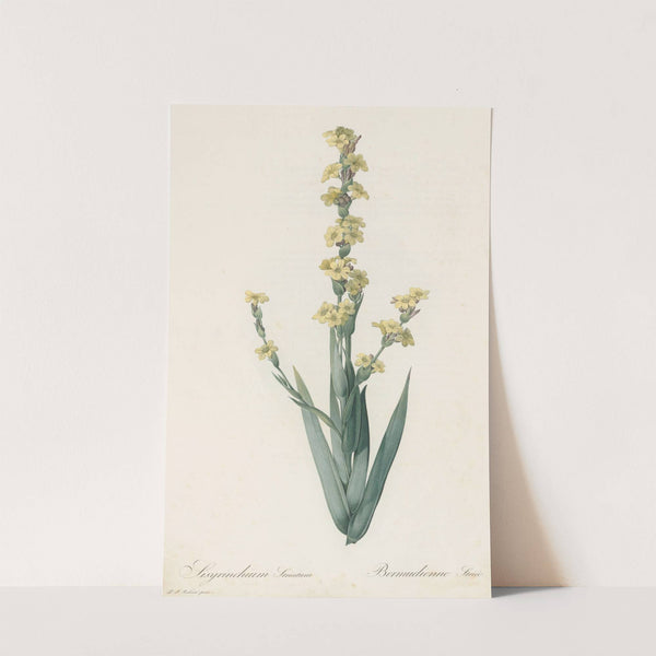 Sisyrinchium striatum (1802-1816) by Pierre Joseph Redouté