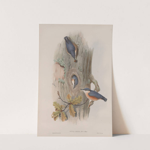 Sitta cæsia. Nuthatch. (1862-1873) by John Gould