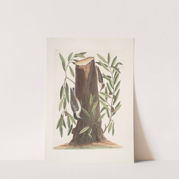 Sitta capite nigro, The Nuthatch; Luercus humilior, The Highland Willow Oak; Sitta capite fusco, The Small Nuthatch. by Mark Catesby