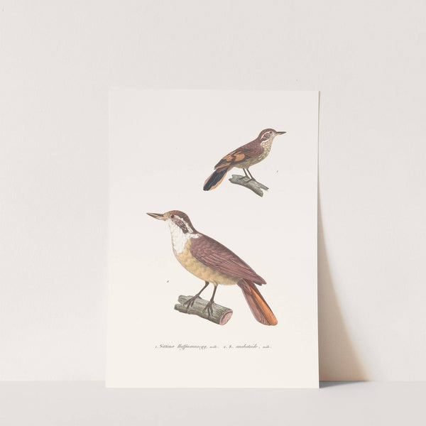 Sittine Hoffmànnsegg by Coenraad Jacob Temminck