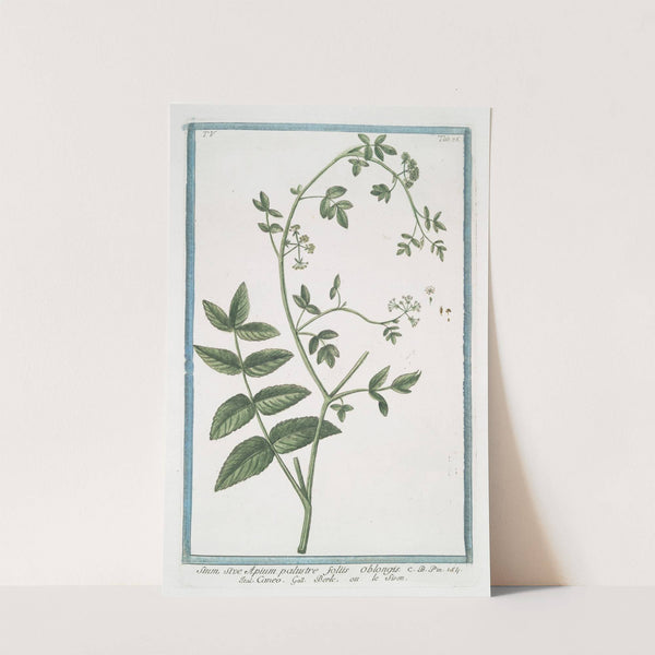 Sium, sive Apium palustre foliis oblongis - Caneo - Berle, ou le Sison. (Water parsnip) by Giorgio Bonelli