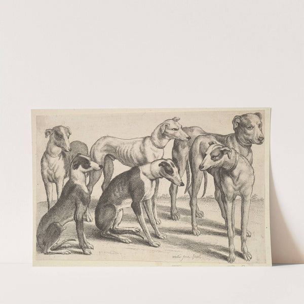 Six Hounds (1647) by Wenceslaus Hollar