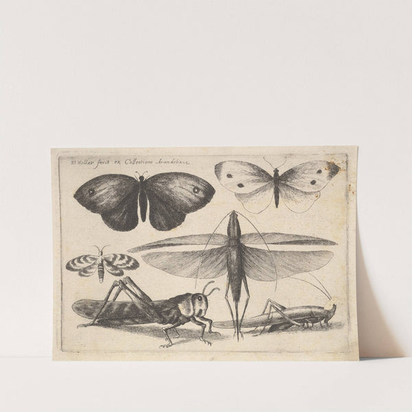 Six Insects (1646) by Wenceslaus Hollar