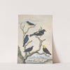 Six South American Birds by Abraham Meertens