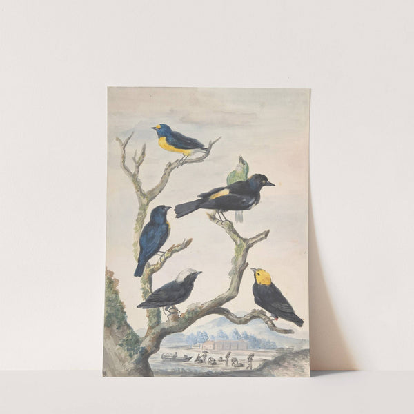 Six South American Birds by Abraham Meertens