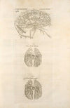 Sixta fig; Venarum panter acarterum Carebri senem explicat – Ven & arterialis delineatio – Arteria venalis processvs
