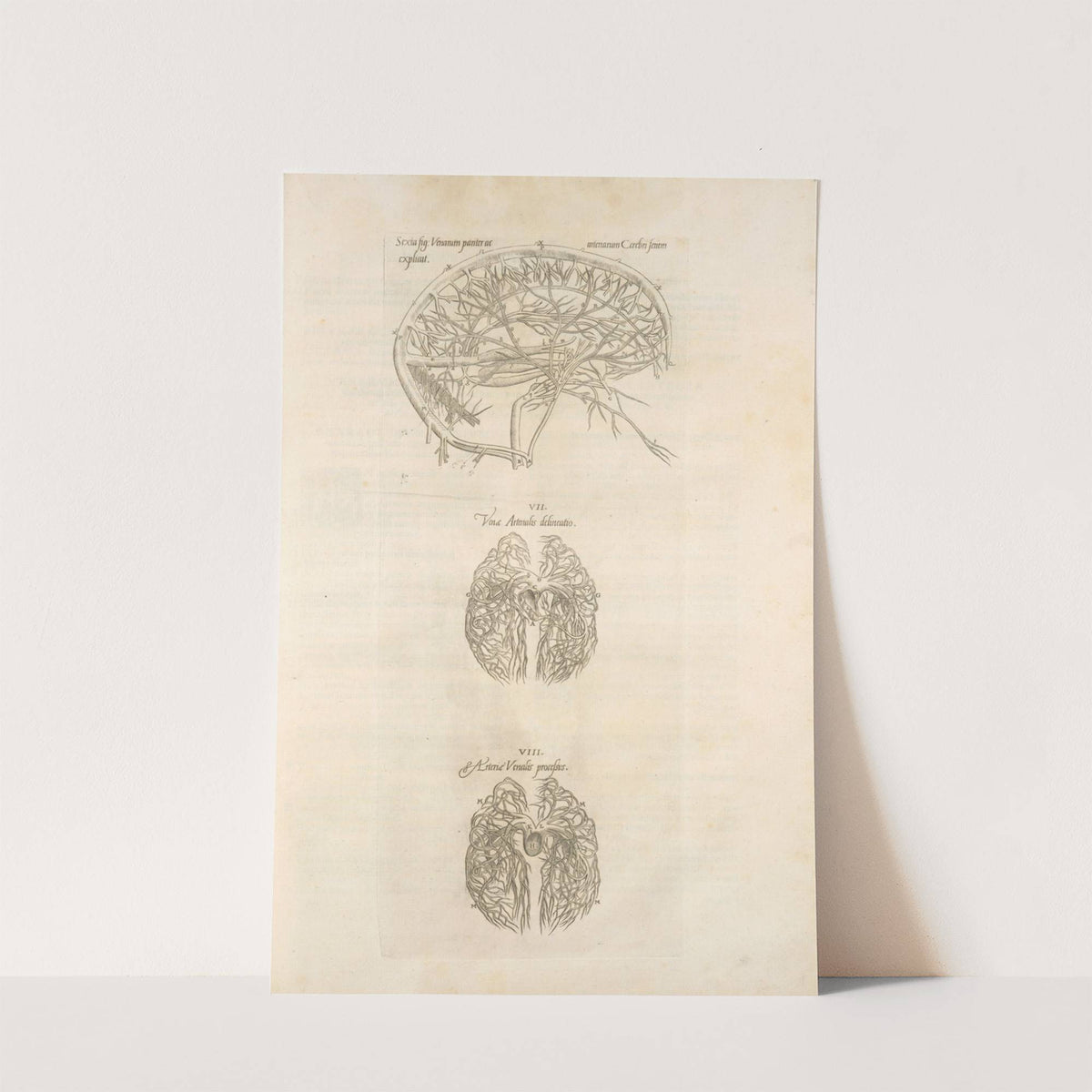 Sixta fig; Venarum panter acarterum Carebri senem explicat – Ven & arterialis delineatio – Arteria venalis processvs (1545) by Thomas Geminus