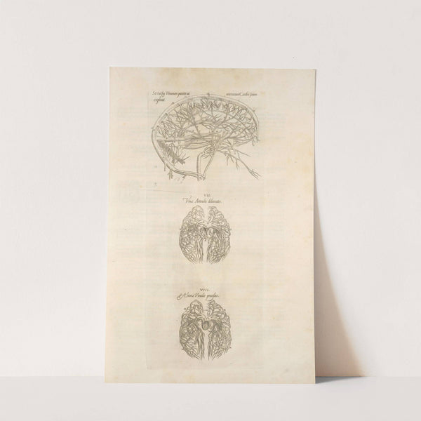 Sixta fig; Venarum panter acarterum Carebri senem explicat – Ven & arterialis delineatio – Arteria venalis processvs (1545) by Thomas Geminus