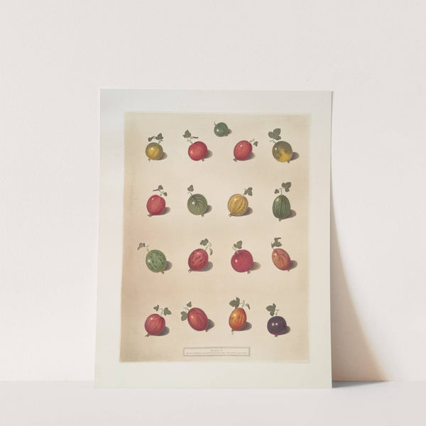 Sixteen varieties of Gooseberry. (1812) by George Brookshaw