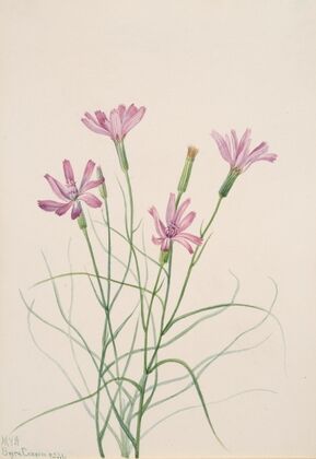 Skeleton Weed (Lygodesmia grandiflora) (1931)