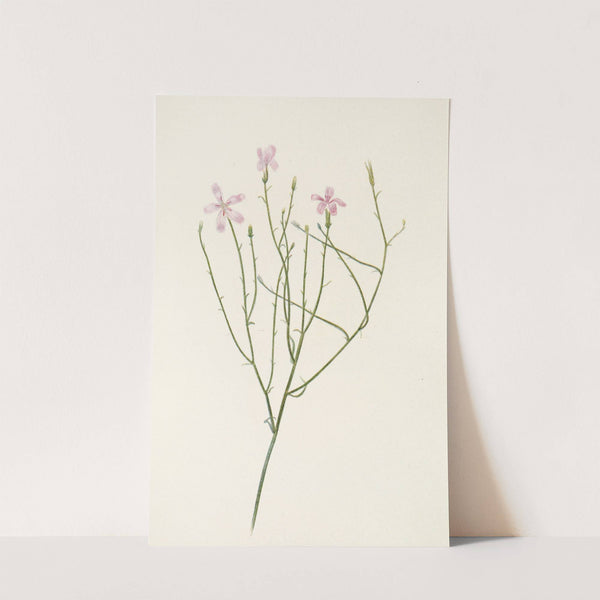 Skeletonflower. (Lygodesmia juncea) (1925) by Mary Vaux Walcott