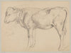 Sketch of a bull in profile (1875 - 1924)