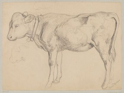 Sketch of a bull in profile (1875 - 1924)