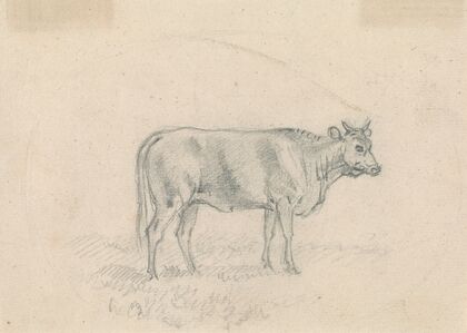 Sketch of a Cow