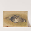 Sketch of a Dead Partridge (1840) by Friedrich Carl von Scheidlin