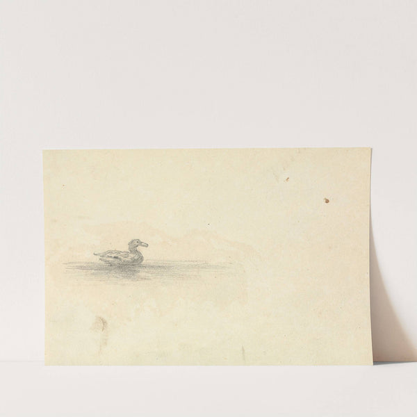 Sketch of a Duck by Thomas Bradshaw