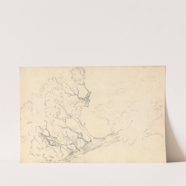 Sketch of a Large Tree by Thomas Bradshaw