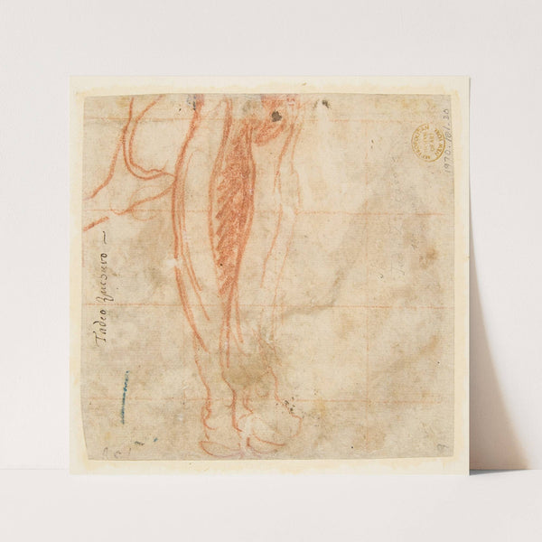 Sketch of a Leg (1529–66) by Taddeo Zuccaro