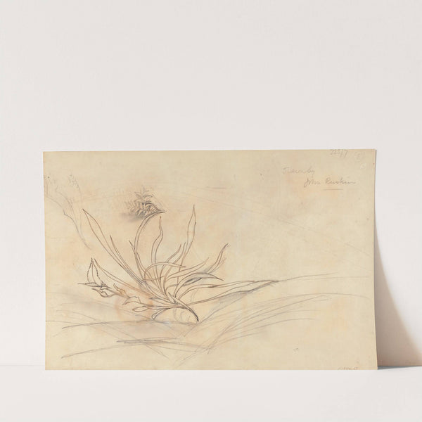 Sketch of Foliage by John Ruskin