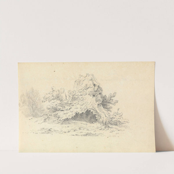 Sketch of Shrubbery by Thomas Bradshaw