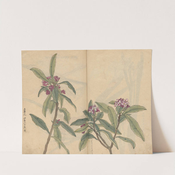 Sketchbook Pl.022 (1826-1840) by Ariyoshi Kondo