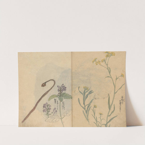 Sketchbook Pl.033 (1826-1840) by Ariyoshi Kondo