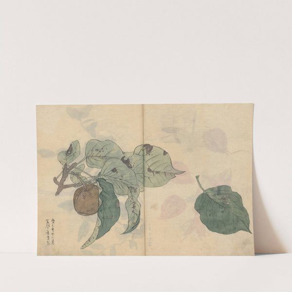 Sketchbook Pl.050 (1826-1840) by Ariyoshi Kondo