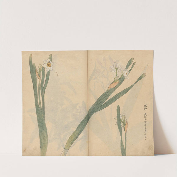 Sketchbook Pl.058 (1826-1840) by Ariyoshi Kondo