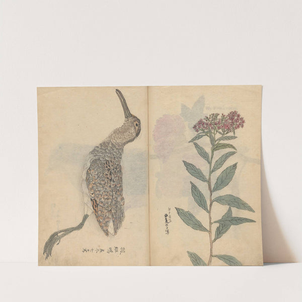 Sketchbook Pl.074 (1826-1840) by Ariyoshi Kondo