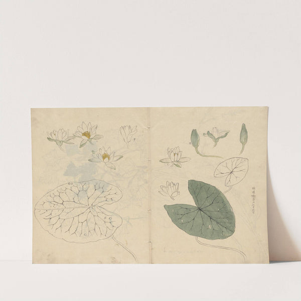 Sketchbook Pl.100 (1826-1840) by Ariyoshi Kondo