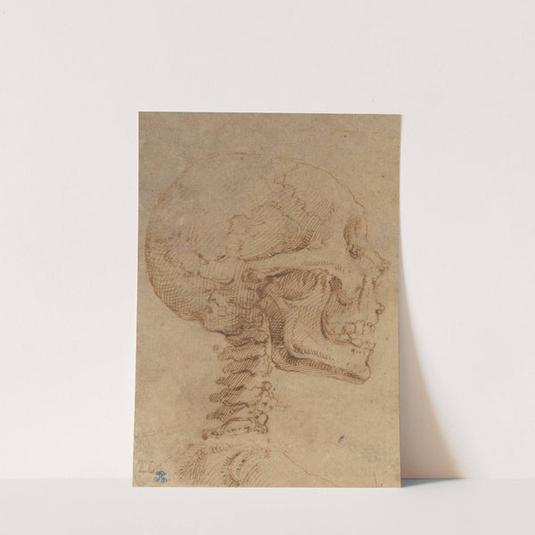 Skull in Profile by Battista Franco