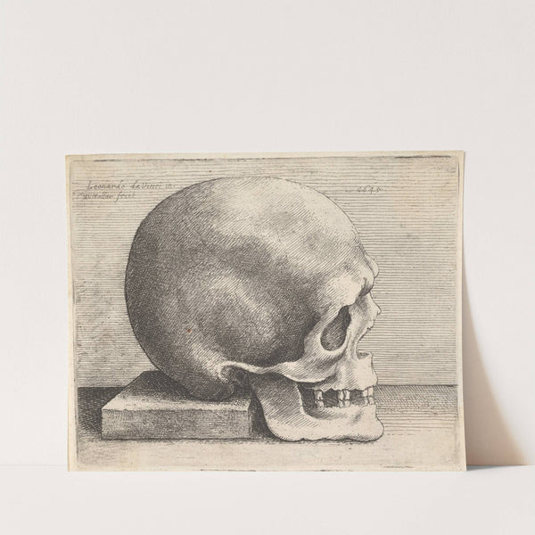 Skull in profile to right (1645) by Wenceslaus Hollar