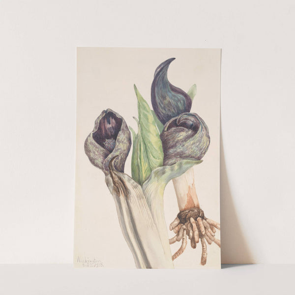 Skunk Cabbage (Spathyema foetida) (1918) by Mary Vaux Walcott