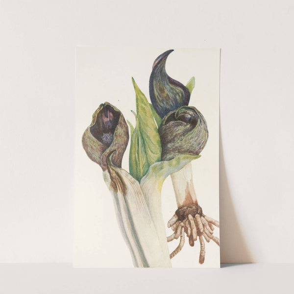 Skunkcabbage. (Spathyema foetida) (1925) by Mary Vaux Walcott
