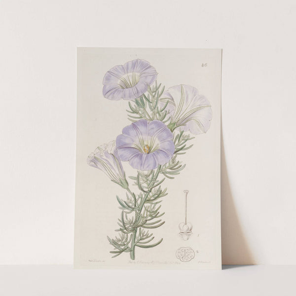 Sky-blue Alona by Sydenham Edwards