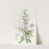 Sky-blue Larkspur by Sydenham Edwards