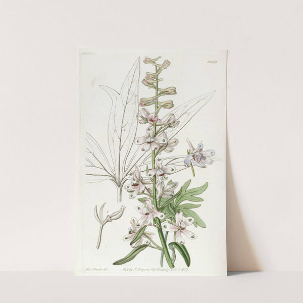 Sky-blue Larkspur by Sydenham Edwards
