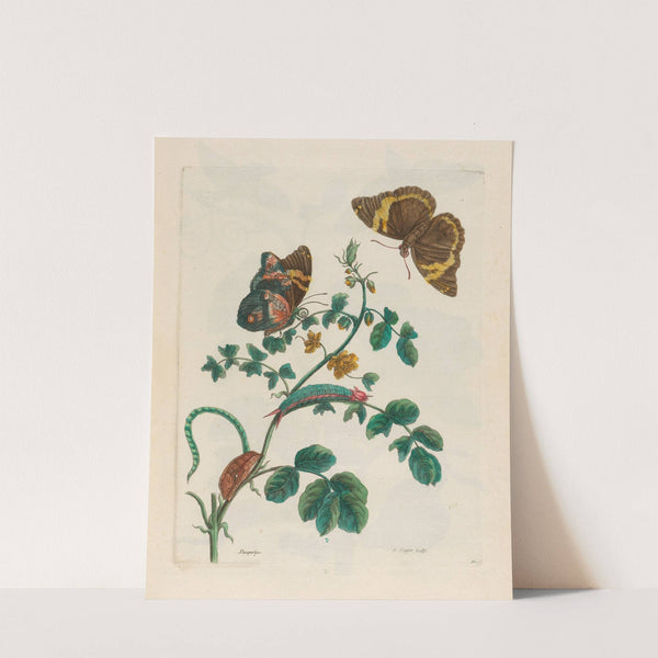 Slaaperljes (1719) by Maria Sibylla Merian