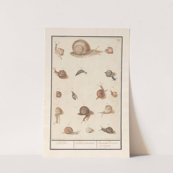 Slakken Slekken. Cochleae terrestres. Lunaçons de terre. Escargots. (1596-1610) by Anselmus Boëtius de Boodt