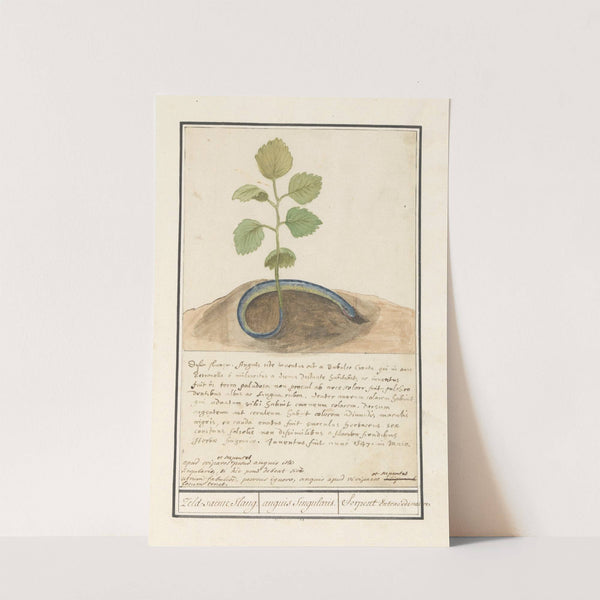 Slang met plantenstaart Zeld-saeme Slang. anguis Singularis. Serpent Extraordinaire (1596-1610) by Anselmus Boëtius de Boodt