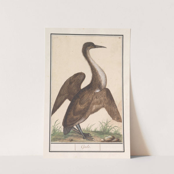 Slangenhalsvogel (Anhinga) (1596-1610) by Anselmus Boëtius de Boodt