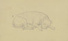 Sleeping dog