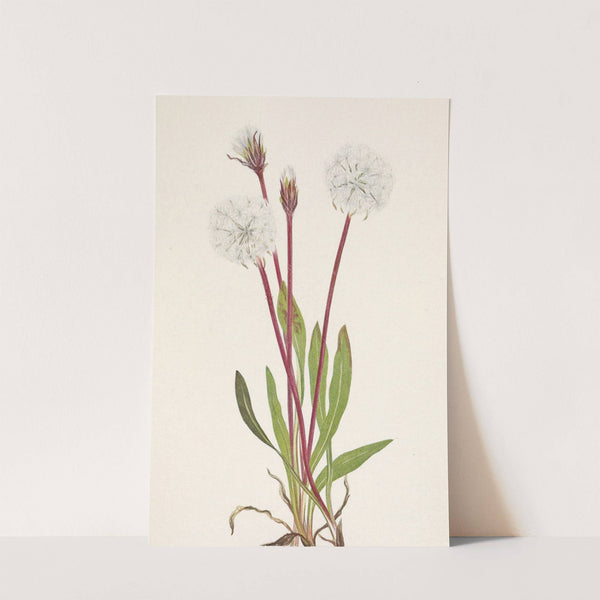 Slender Agoseris. Agoseris gracilens (1925) by Mary Vaux Walcott